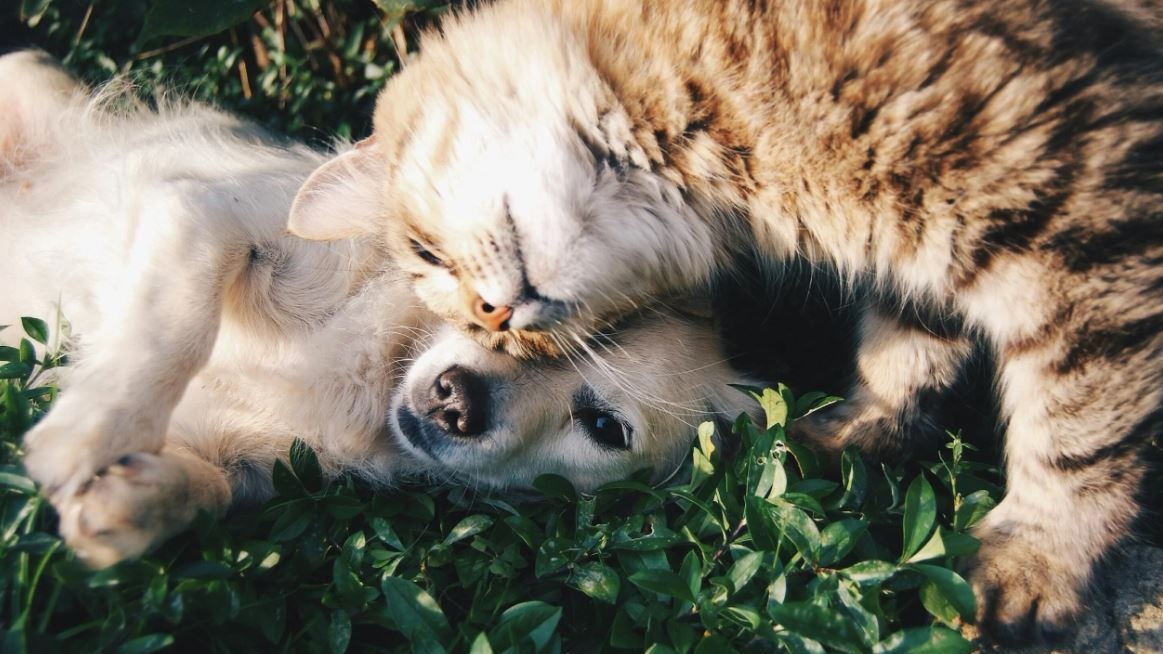 Il boom degli animali domestici in Italia