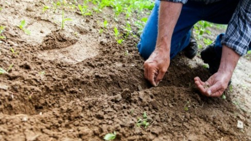 Orto d’inverno, cosa seminare a gennaio per anticipare il raccolto