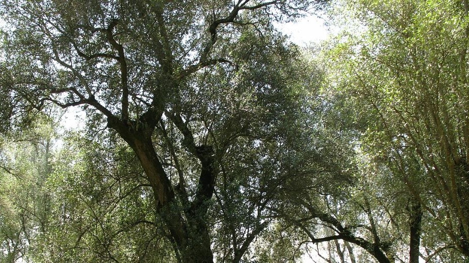 Domenica in programma la camminata tra gli Olivi