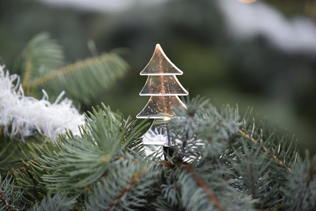 L’albero di Natale non nasce cristiano: le origini sorprendenti della tradizione più amata