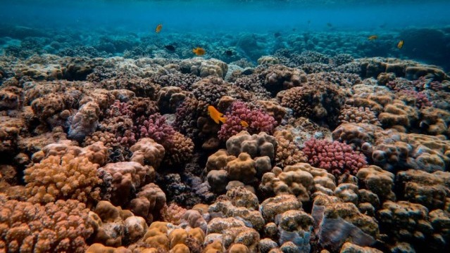 Le barriere coralline dei Caraibi si sono dimezzate rispetto al 1980