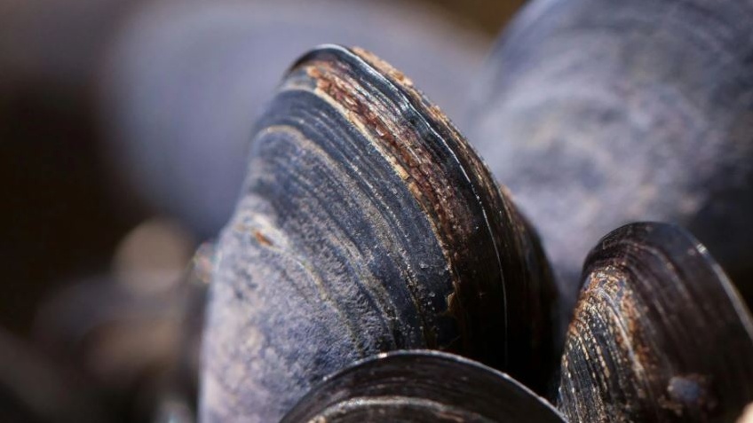 L’invasione silenziosa delle cozze quagga, il lago di Ginevra sotto assedio