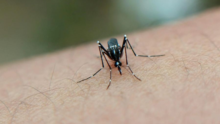 Contro l'invasione di zanzare nelle Hawaai, droni lanciano esemplari maschi allevati in laboratorio