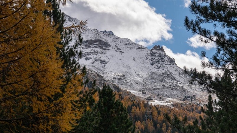 L’oro che nasce sugli alberi: tra microbi, scienza e antichi sogni alchemici