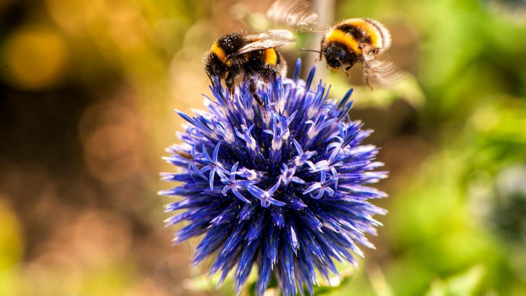 Senza api non c’è futuro: il 75% delle colture globali dipende da loro