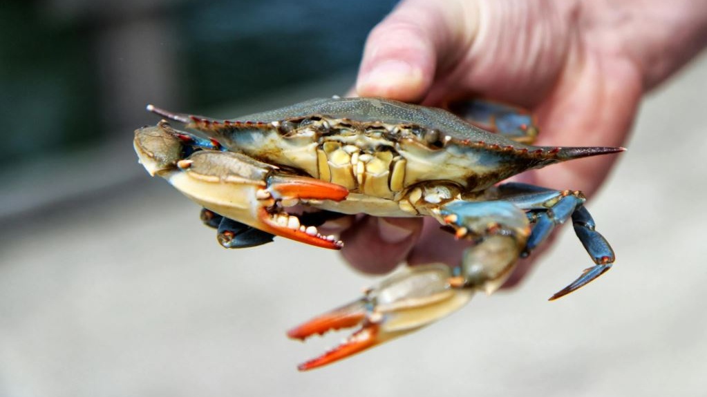 Il granchio blu, da minaccia per i pescatori a nuova risorsa del Polesine