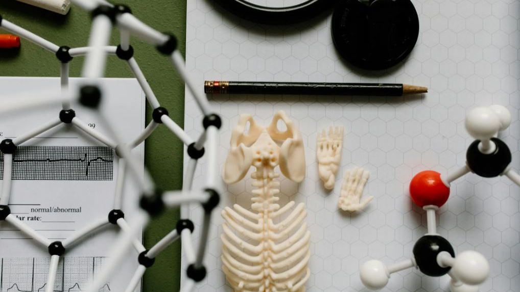 I resti di un piede, vecchi di milioni di anni, potrebbero riscrivere la storia dei primi essere umani