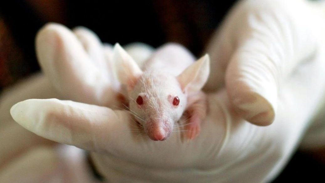 Regno Unito: parte il piano per eliminare la sperimentazione sugli animali