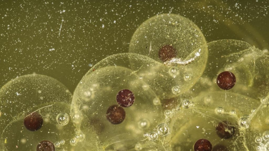 L'impianto di un embrione umano registrato in tempo reale