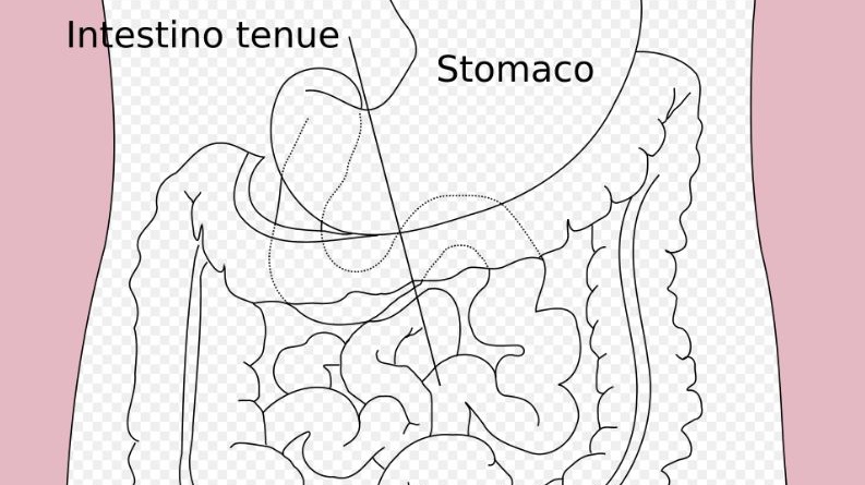 Il nostro secondo cervello: come l’intestino può cambiare il nostro umore
