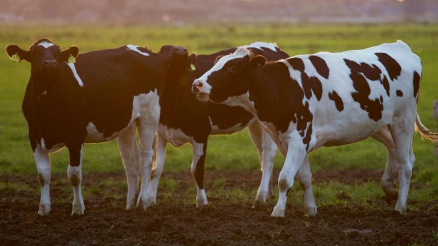 Mucca pazza, 25 anni dopo, lo shock che cambiò per sempre l’agroalimentare italiano