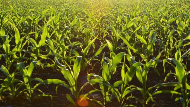 Le colture da seminare a gennaio