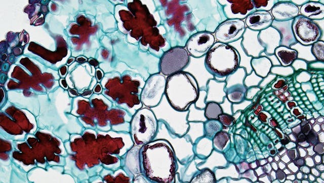 Proteine e tumori: mutazioni nelle cellule potrebbero avere un ruolo importante nei meccanismi di sviluppo