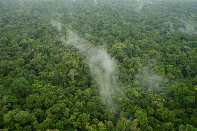 LA VEGETAZIONE PUÒ FAVORIRE LE PRECIPITAZIONI?