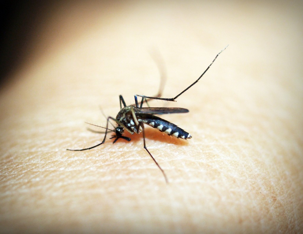 ZANZARE: NUOVE STRATEGIE PER RIDURRE LA DIFFUSIONE DELLA MALARIA