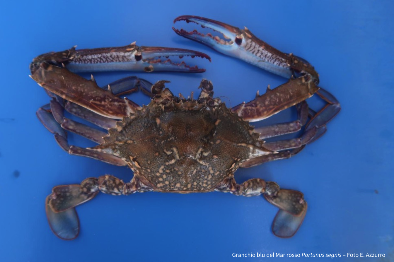 SECONDA SPECIE DI GRANCHIO BLU NELL'ADRIATICO