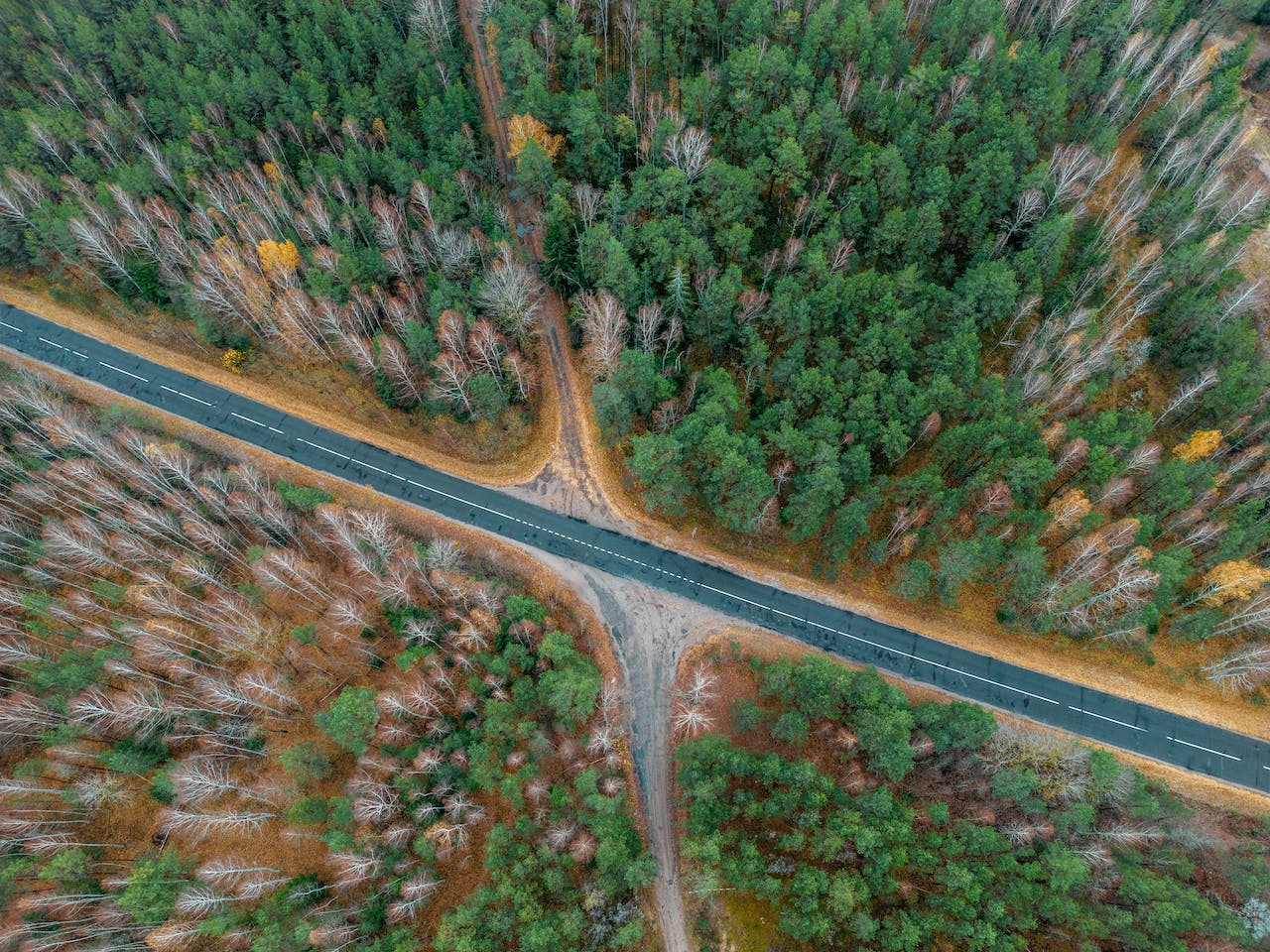 INTESA SANPAOLO LANCIA THINK FORESTRY