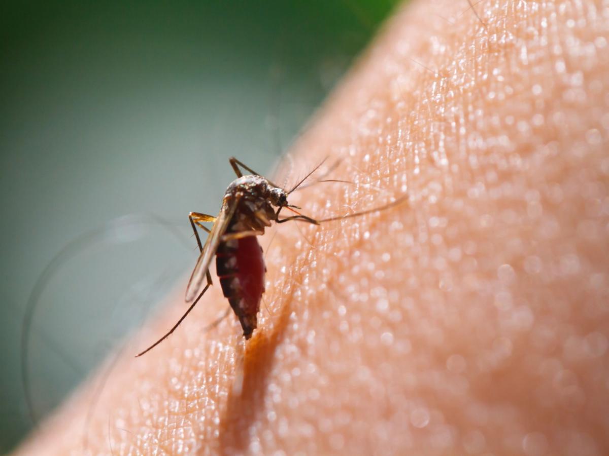 Malaria, l’ivermectina riduce la trasmissione del 26%: nuove speranze dalla ricerca internazionale