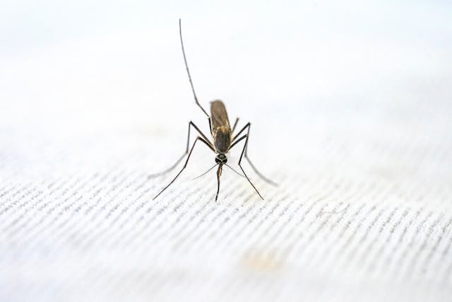 La malaria, una minaccia sanitaria per la popolazione mondiale