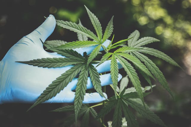 Farmaci a base di cannabis: la Germania è il più grande mercato in UE