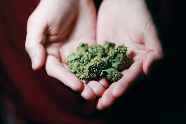 Il consumo di erba e alimenti con THC sarebbe collegato a malattie cardiache precoci