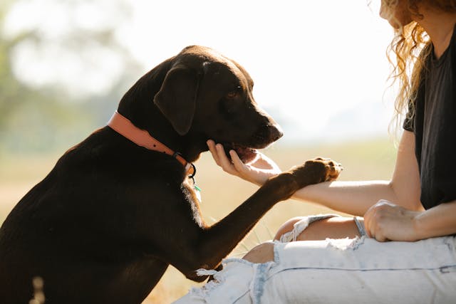 Diabete: in Toscana i cani salvavita diventano un servizio stabile