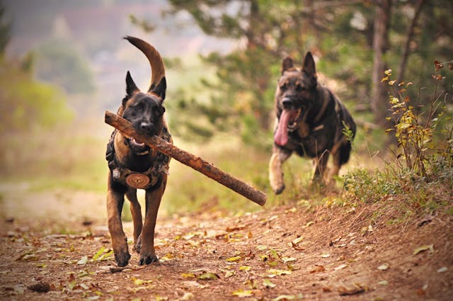 Dietro la paura dei cani spesso un episodio traumatico, ma anche fattori biologici