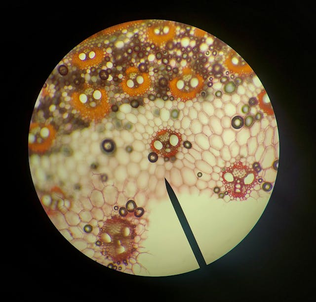 La creazione di cellule sessuali umane è vicina?