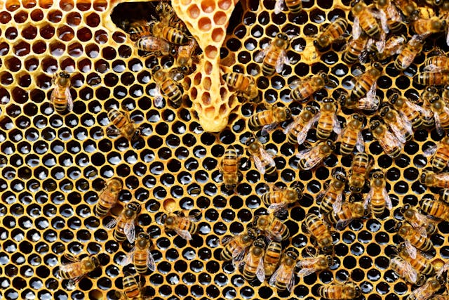 Troppi alveari vicini a zone agricole mettono a rischio la biodiversità