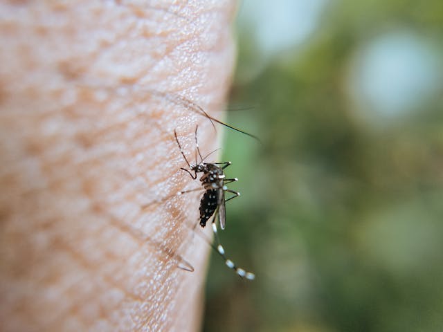 Zanzare killer: boom di casi dengue e West Nile in Europa