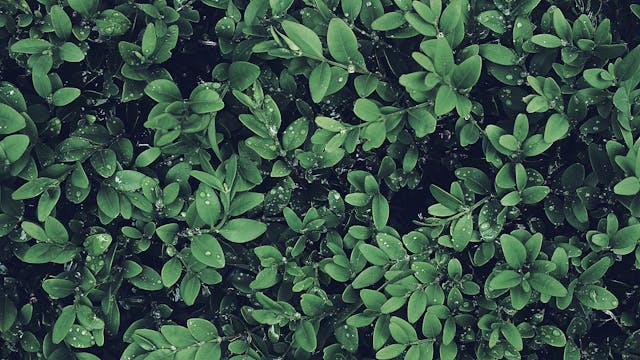 Verde urbano in crescita: giardini pensili, orti e pareti verdi
