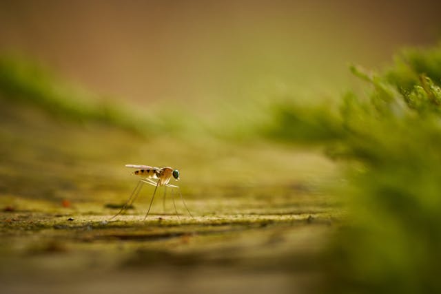 West Nile, 10 casi e 2 morti in Italia. La circolare urgente del Ministero